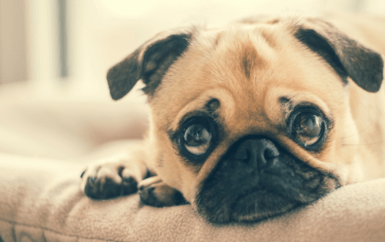Chien