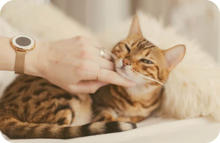 chat