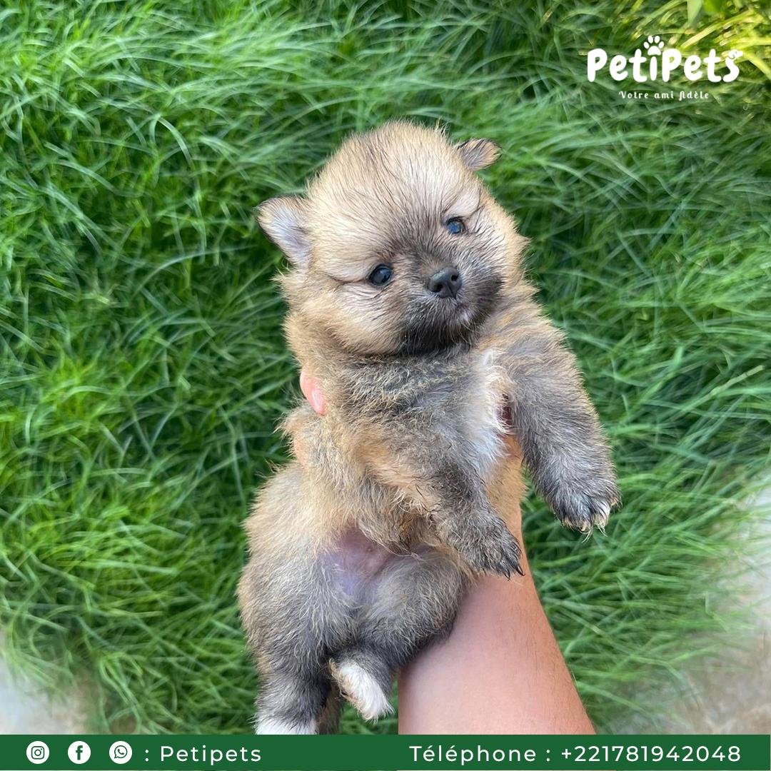 chien cute